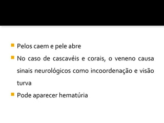  Pelos caem e pele abre
 No caso de cascavéis e corais, o veneno causa
sinais neurológicos como incoordenação e visão
turva
 Pode aparecer hematúria
 