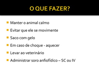  Manter o animal calmo
 Evitar que ele se movimente
 Saco com gelo
 Em caso de choque - aquecer
 Levar ao veterinário
 Administrar soro anfiofídico – SC ou IV
 