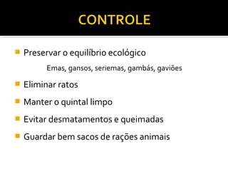  Preservar o equilíbrio ecológico
Emas, gansos, seriemas, gambás, gaviões
 Eliminar ratos
 Manter o quintal limpo
 Evitar desmatamentos e queimadas
 Guardar bem sacos de rações animais
 