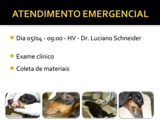  Dia 05/04 - 09:00 - HV - Dr. Luciano Schneider
 Exame clínico
 Coleta de materiais
 