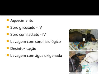  Aquecimento
 Soro glicosado - IV
 Soro com lactato - IV
 Lavagem com soro fisiológico
 Desintoxicação
 Lavagem com água oxigenada
 