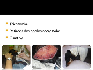  Tricotomia
 Retirada dos bordos necrosados
 Curativo
 