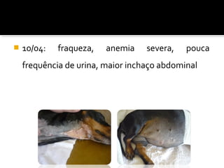  10/04: fraqueza, anemia severa, pouca
frequência de urina, maior inchaço abdominal
 