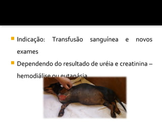  Indicação: Transfusão sanguínea e novos
exames
 Dependendo do resultado de uréia e creatinina –
hemodiálise ou eutanásia
 