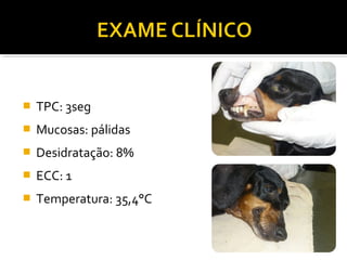  TPC: 3seg
 Mucosas: pálidas
 Desidratação: 8%
 ECC: 1
 Temperatura: 35,4°C
 