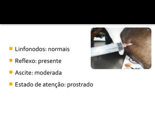  Linfonodos: normais
 Reflexo: presente
 Ascite: moderada
 Estado de atenção: prostrado
 