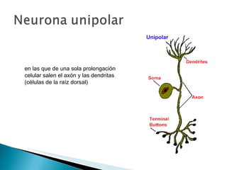 en las que de una sola prolongación celular salen el axón y las dendritas (células de la raíz dorsal) 