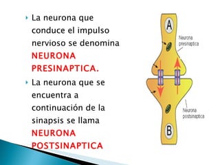 <ul><li>La neurona que conduce el impulso nervioso se denomina  NEURONA PRESINAPTICA. </li></ul><ul><li>La neurona que se ...