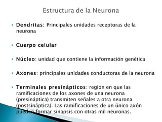<ul><li>Dendritas:  Principales unidades receptoras de la neurona </li></ul><ul><li>Cuerpo celular </li></ul><ul><li>Núcle...