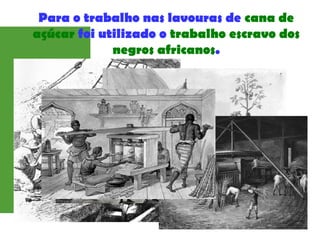 Para o trabalho nas lavouras de cana de
açúcar foi utilizado o trabalho escravo dos
negros africanos.
 