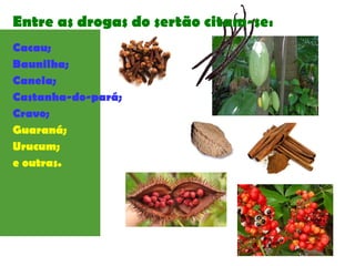 Entre as drogas do sertão citam-se:
Cacau;
Baunilha;
Canela;
Castanha-do-pará;
Cravo;
Guaraná;
Urucum;
e outras.
 