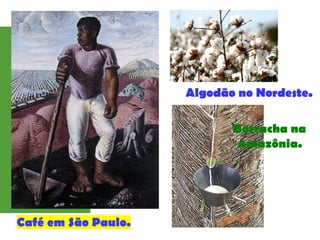 Algodão no Nordeste.
Borracha na
Amazônia.
 