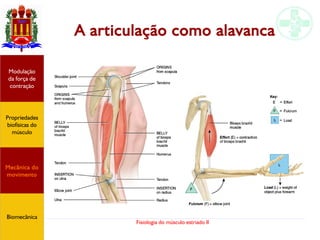 Fisiologia do músculo estriado II
A articulação como alavanca
Propriedades
biofísicas do
músculo
Modulação
da força de
contração
Mecânica do
movimento
Biomecânica
 