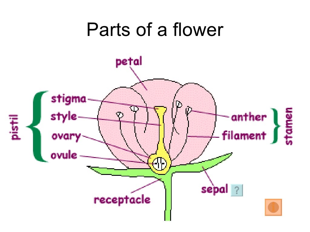 Be a flower kusuriya. Стигма ботаника. Parts of Flower. The structure of pollen. Parts of Plants and its reproduction.