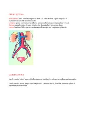 GERNU SISTEMA
Kuntzurruna:baba formako órgano bi dira, kax toraxikoaren azpian dago eta bi
bizkarrazurratan alde banatan daude.
Ureterra: gernu kuntzurrunetatik hartu gernu maskurietara eroaten daben bi hodi.
Gernua: zaku formako órgano gihartsu bat da, zaku barryan gernua dago.
Uretra: hodiaren bides, gernu maskuira gordetako gernua kanporatu egiten da.
IZERDI GURUINA
Izerdi guruina bidez, horregaitik hur dagozan kapilareeko subtanzia toxikoa ezabatzen dira.
Izerdi guruina bidez, gorputzaren tenperatura kontrolatzen da, izerdiko lurrundu egiten da
Zalararen ahoa erabilten
 