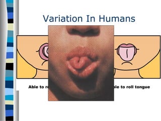 Variation In Humans
 