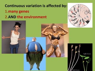 Continuous variation is affected by:
1.many genes
2.AND the environment
 