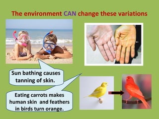 The environment CAN change these variations
Sun bathing causes
tanning of skin.
Eating carrots makes
human skin and feathers
in birds turn orange.
 