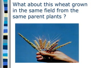 What about this wheat grown
in the same field from the
same parent plants ?
 