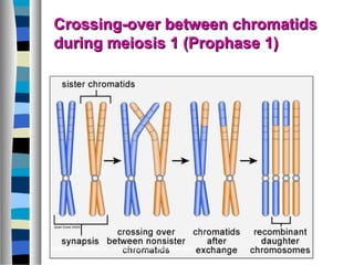 Crossing-over between chromatidsCrossing-over between chromatids
during meiosis 1 (Prophase 1)during meiosis 1 (Prophase 1)
Based on: Mader, S., Inquiry Into Life, McGraw-Hill
 