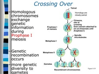 Crossing Over
– Homologous
chromosomes
exchange
genetic
information
during
Prophase I
meiosis
– Genetic
recombination
occurs
– more genetic
diversity to
gametes
Figure 8.18
Prophase I
of meiosis
Metaphase I
Metaphase II
Gametes
Recombinant chromosomes
Spindle
microtubules
Tetrad
Chiasma,
site of
crossing
Over (remain attached to
e/o at chiasmata until
Anaphase I)
Homologs are
closely paired
 