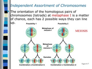  The orientation of the homologous pairs of
chromosomes (tetrads) at metaphase I is a matter
of chance, each has 2 possible ways they can line
up.
Independent Assortment of Chromosomes
Figure 8.17
Possibility 1
Metaphase
of
meiosis II
Combination a Combination b Combination c Combination d
Gametes
Possibility 2
Metaphase of
meiosis I
MEIOSIS
 
