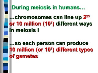 ……chromosomes can line upchromosomes can line up 222323
or 10 million (10or 10 million (1077
)) different waysdifferent ways
in meiosis Iin meiosis I
……so each person can produceso each person can produce
10 million (or 1010 million (or 1077
) different types) different types
of gametesof gametes
During meiosis in humans…During meiosis in humans…
 