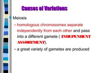  Meiosis
– homologous chromosomes separate
independently from each other and pass
into a different gamete ( INDEPENDENT
ASSORTMENT).
– a great variety of gametes are produced
Causes of VariationsCauses of Variations
 