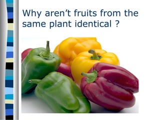 Why aren’t fruits from the
same plant identical ?
 