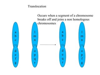 a
b
c
d
e
f
g
a
b
c
d
e
f
g
a
b
c
d
e
f
g
a
b
c
d
e
q
r
a
b
c
d
e
f
g
a
b
c
d
e
f
g
l
m
n
o
p
q
r
a
b
c
d
e
f
g
a
b
c
d
e
f
g
l
m
n
o
p
f
g
Translocation
Occurs when a segment of a chromosome
breaks off and joins a non homologous
chromosomes
 
