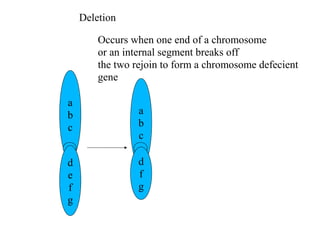 a
b
c
d
e
f
g
a
b
c
d
f
g
Deletion
Occurs when one end of a chromosome
or an internal segment breaks off
the two rejoin to form a chromosome defecient
gene
 