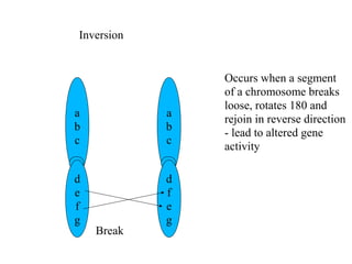 a
b
c
d
e
f
g
a
b
c
d
f
e
g
Break
Inversion
Occurs when a segment
of a chromosome breaks
loose, rotates 180 and
rejoin in reverse direction
- lead to altered gene
activity
 