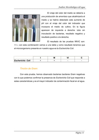 Análisis Microbiológico del agua
El viraje del color del medio se debería a
una producción de amoníaco que alcalinizaría el
medio y se habría detectado este aumento de
pH con el viraje del color del indicador que
incorpora el medio de cultivo. En la figura
aparecen de izquierda a derecha: tubo sin
inoculación de bacterias, resultado negativo y
resultado positivo a la derecha.
El resultado de las pruebas IMViC son:
++--; con esta combinación vamos a una tabla y como resultado tenemos que
el microorganismo presente en nuestro agua es la Escherichia Coli.
I M VI C
Escherichia Coli + + - -
Tinción de Gram:
Con esta prueba, hemos observado bacterias bacilares Gram negativas
con lo que podemos confirmar la presencia de Escherichia Coli que responde a
estas características y es el mayor indicador de contaminación fecal en el agua.
Página 11
 