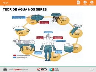 www.sejaetico.com.br 13
PróximoVoltarInício
TEOR DE ÁGUA NOS SERES
ÁGUA
 