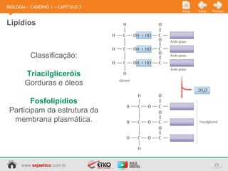 www.sejaetico.com.br 23
PróximoVoltarInício
BIOLOGIA » CADERNO 1 » CAPÍTULO 3
Lipídios
Classificação:
Triacilgliceróis
Gorduras e óleos
Fosfolipídios
Participam da estrutura da
membrana plasmática.
 