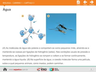 www.sejaetico.com.br 5
PróximoVoltarInício
BIOLOGIA » CADERNO 1 » CAPÍTULO 3
Água
(A) As moléculas de água são polares e comportam-se como pequenos ímãs, atraindo-se e
mantendo-se coesas por ligações de hidrogênio (setas). Nas condições usuais de pressão e
temperatura, as ligações de hidrogênio se rompem e voltam a se formar continuamente,
mantendo a água líquida. (B) Na superfície da água, a coesão molecular forma uma película,
sobre a qual pequenos animais, como insetos, podem caminhar.
 
