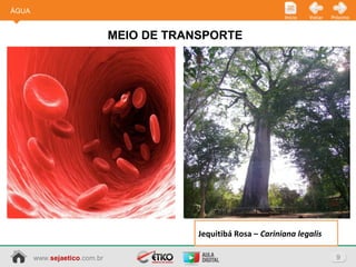 www.sejaetico.com.br 9
PróximoVoltarInício
MEIO DE TRANSPORTE
ÁGUA
Jequitibá Rosa – Cariniana legalis
 