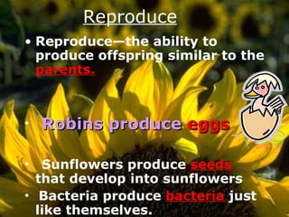 Reproduce Reproduce—the ability to produce offspring similar to the  parents.    Robins produce  eggs    Sunflowers produce  seeds  that develop into sunflowers   Bacteria produce  bacteria  just like themselves. 