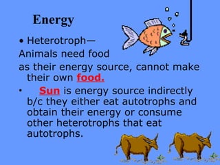 Energy   Heterotroph— Animals need  food   as their energy source, cannot make their own  food.       Sun  is energy source indirectly b/c they either eat autotrophs and obtain their energy or consume other heterotrophs that eat autotrophs. 
