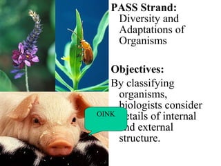 PASS Strand:  Diversity and Adaptations of Organisms Objectives: By classifying organisms, biologists consider details of internal and external structure. OINK 