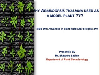 WHY ARABIDOPSIS THALIANA USED AS
A MODEL PLANT ???
MBB 601: Advances in plant molecular biology: 3+0
Presented By
Mr. Ekatpure Sachin
Department of Plant Biotechnology
1
 