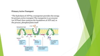 Primary Active Transport
*The hydrolysis of ATP by a transporter provides the energy
for primary active transport The transporter is an enzyme
(an ATPase) that catalyzes the breakdown of ATP and, in
the process, phosphorylates itself
 