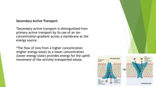 Secondary Active Transport
*Secondary active transport is distinguished from
primary active transport by its use of an ion
concentration gradient across a membrane as the
energy source.
*The flow of ions from a higher concentration
(higher energy state) to a lower concentration
(lower energy state) provides energy for the uphill
movement of the actively transported solute.
 