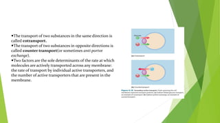 The transport of two substances in the same direction is
called cotransport.
The transport of two substances in opposite directions is
called counter transport(or sometimes anti portor
exchange).
Two factors are the sole determinants of the rate at which
molecules are actively transported across any membrane:
the rate of transport by individual active transporters, and
the number of active transporters that are present in the
membrane.
 