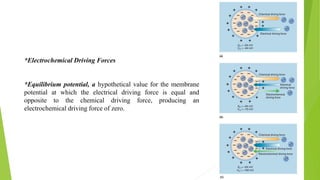 *Electrochemical Driving Forces
*Equilibrium potential, a hypothetical value for the membrane
potential at which the electrical driving force is equal and
opposite to the chemical driving force, producing an
electrochemical driving force of zero.
 