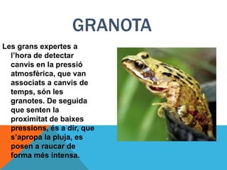 GRANOTA
Les grans expertes a
  l’hora de detectar
  canvis en la pressió
  atmosfèrica, que van
  associats a canvis de
  temps, són les
  granotes. De seguida
  que senten la
  proximitat de baixes
  pressions, és a dir, que
  s’apropa la pluja, es
  posen a raucar de
  forma més intensa.
 