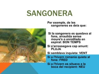 SANGONERA
    Per exemple, de les
      sangoneres es deia que:

    Si la sangonera es quedava al
       fons, arraulida sense
       moure's o enrotllada en
       espiral: BON TEMPS
    Si s'arrossegava cap amunt:
       PLUJA
    Si semblava inquieta: VENT
    Si a l'hivern romania quieta al
       fons: FRED
    Si a l'hivern es situava a la
       boca del recipient: NEU
 