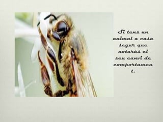 Si tens un
Normals   animal a casa
            segur que
            notaràs el
           seu canvi de
          comportamen
                 t.
 