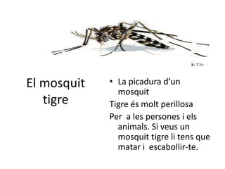 El mosquit   • La picadura d’un
               mosquit
   tigre     Tigre és molt perillosa
             Per a les persones i els
               animals. Si veus un
               mosquit tigre li tens que
               matar i escabollir-te.
 