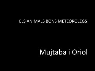 ELS ANIMALS BONS METEÒROLEGS




        Mujtaba i Oriol
 